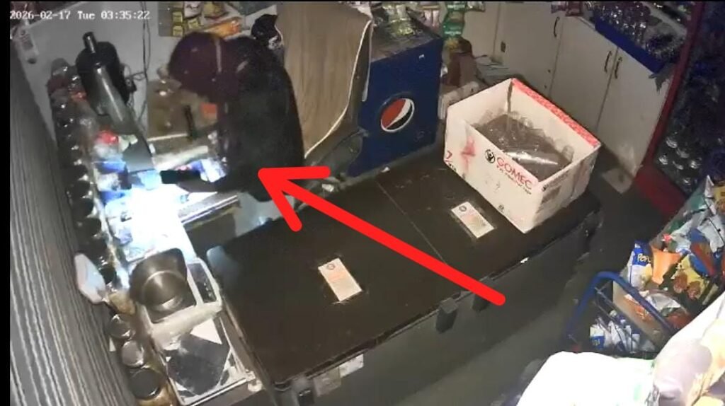 दुकान में चोरी करने वाले तीन बदमाश चढ़े मेघनगर पुलिस के हत्थे